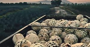 the-patron-paradox-dallas-2017